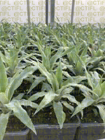 Acclimatation des vitro plants sous serre chauffée. CTIFL de Balandran, avril 2025